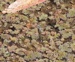 Ischnura pruinescens