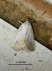 Neaxestis piperitella