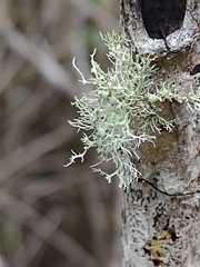 Ramalina stenospora