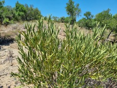 Euclea sekhukhuniensis