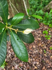 Kielmeyera membranacea