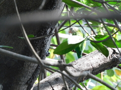 Brotogeris pyrrhoptera