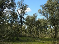Quercus rotundifolia