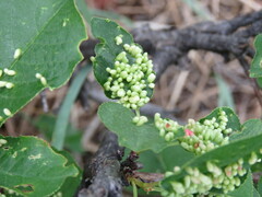 Eriophyes emarginatae