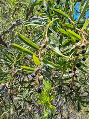 Ozoroa paniculosa