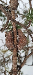 Pinus banksiana