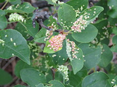 Eriophyes emarginatae