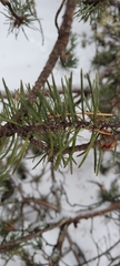 Pinus banksiana