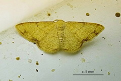 Lomographa indularia