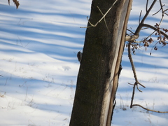 Certhia brachydactyla
