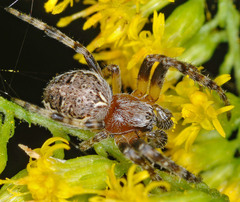 Larinioides patagiatus