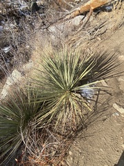 Yucca glauca