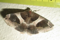 Dysgonia torrida