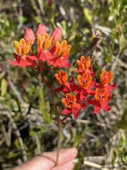 Asclepias lanceolata