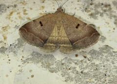 Plecopterodes moderata