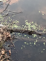 Hydrocotyle ranunculoides