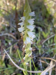 Spiranthes triloba