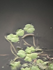Hydrocotyle ranunculoides