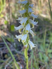 Spiranthes triloba