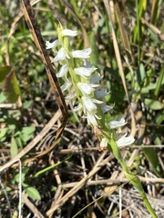 Spiranthes triloba