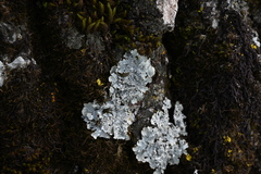 Punctelia subrudecta