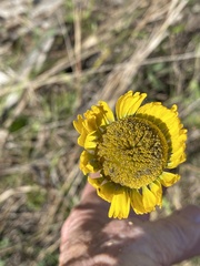 Helenium pinnatifidum