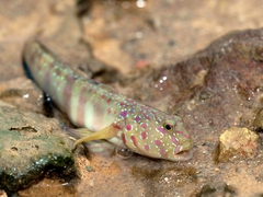 Cryptocentrus melanopus