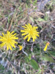 Hieracium megacephalon