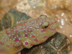 Cryptocentrus melanopus