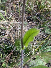 Hieracium megacephalon