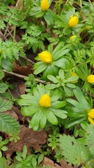 Eranthis hyemalis