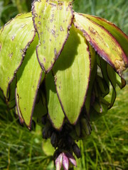 Eucomis bicolor