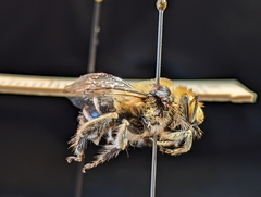 Anthophora fedorica