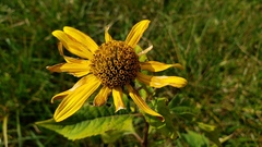 Heliopsis