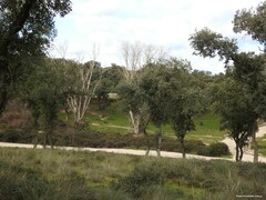 Populus × canescens