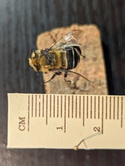 Anthophora fedorica