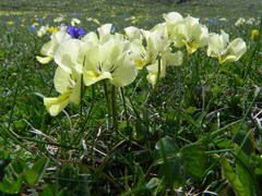 Viola eugeniae