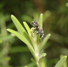 Lasioglossum leucozonium