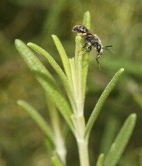 Lasioglossum leucozonium