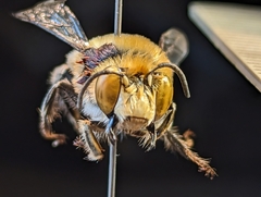 Anthophora fedorica