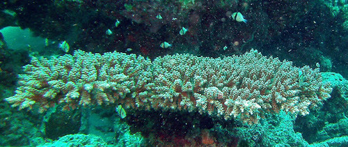 Indian Dascyllus — seen at this dive site