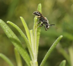 Lasioglossum leucozonium