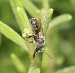 Lasioglossum leucozonium