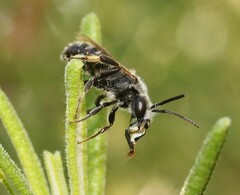Lasioglossum leucozonium