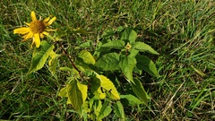 Heliopsis