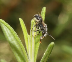 Lasioglossum leucozonium