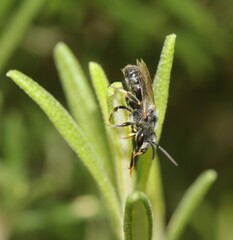 Lasioglossum leucozonium