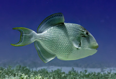 Pseudobalistes flavimarginatus