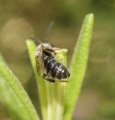Lasioglossum leucozonium