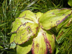 Eucomis bicolor